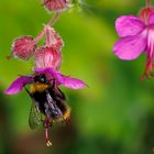 Wiesenhummel auf Storchenschnabel