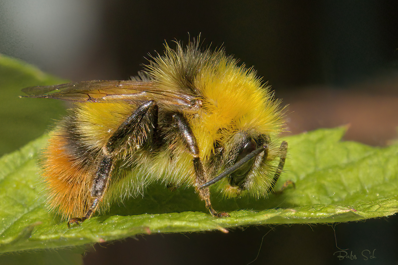 Wiesenhummel