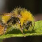 Wiesenhummel