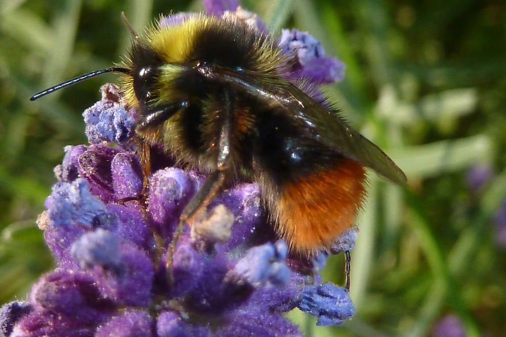 Wiesenhummel