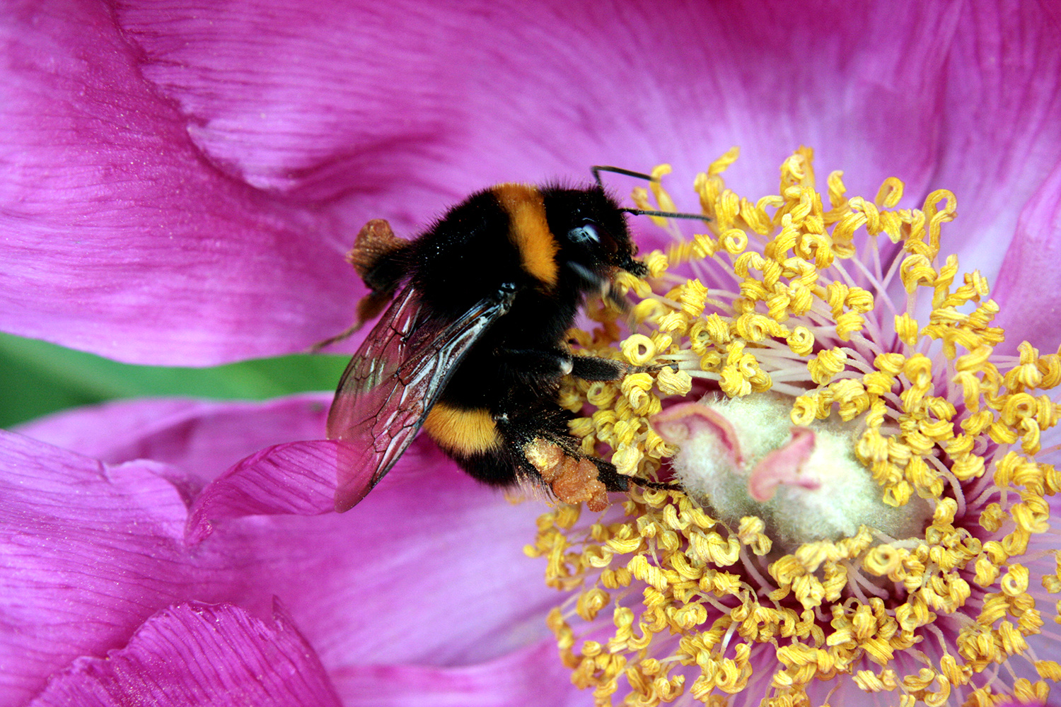 Wiesenhummel bei der Arbeit