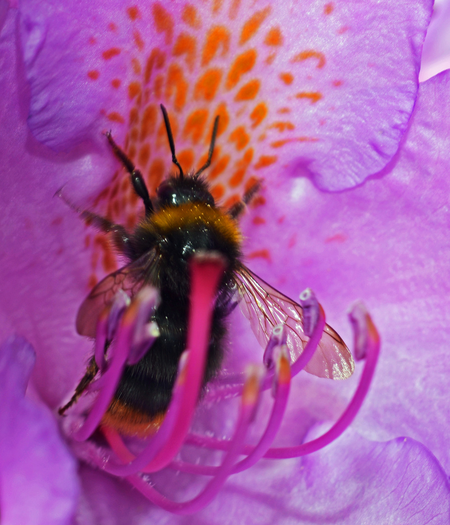 Wiesenhummel (Bombus pratorium) in Rhododendronblüte