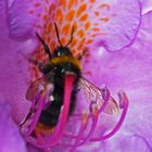 Wiesenhummel (Bombus pratorium) in Rhododendronblüte