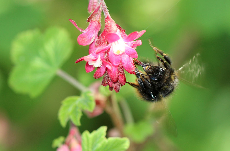 Wiesenhummel (Bombus pratorum)