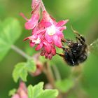 Wiesenhummel (Bombus pratorum)