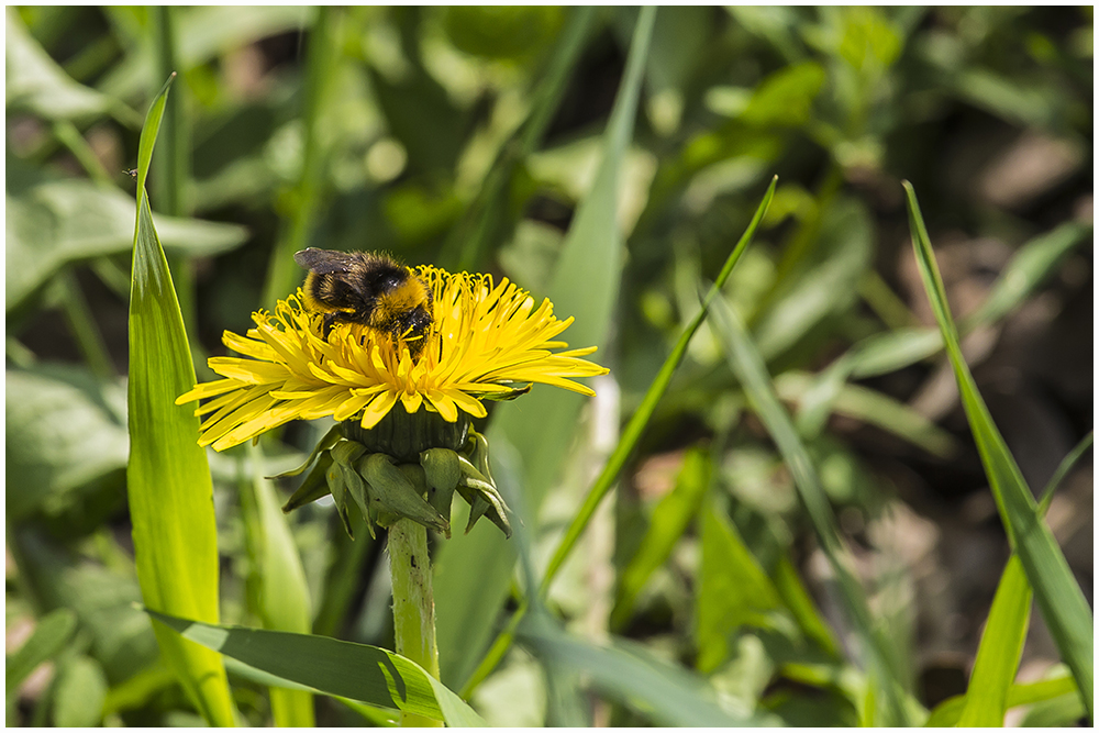 Wiesenhummel (Bombus pratorum),