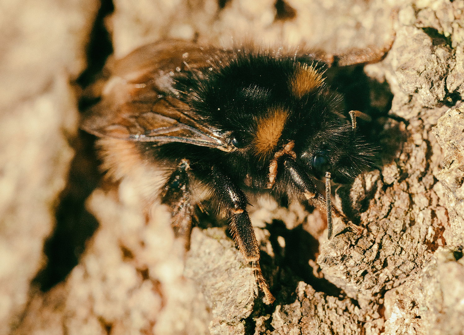 Wiesenhummel (Bombus pratorum), early-nesting bumblebee