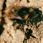 Wiesenhummel (Bombus pratorum), early-nesting bumblebee