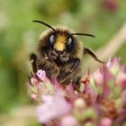 Wiesenhummel (Bombus pratorum) im Porträt - Bild 1 von 4