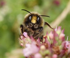 Wiesenhummel (Bombus pratorum) im Porträt - Bild 1 von 4