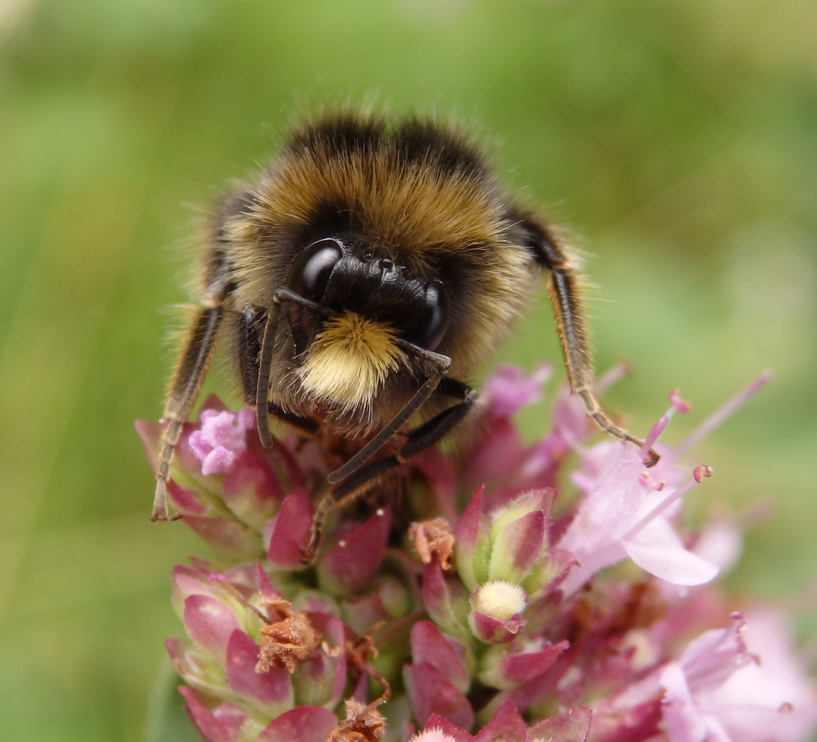 Wiesenhummel (Bombus pratorum) im Porträt - Bild 2 von 4