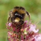 Wiesenhummel (Bombus pratorum) im Porträt - Bild 2 von 4