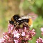 Wiesenhummel (Bombus pratorum) im Porträt - Bild 3 von 4