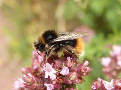 Wiesenhummel (Bombus pratorum) im Porträt - Bild 3 von 4