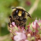 Wiesenhummel (Bombus pratorum) im Porträt - Bild 4 von 4