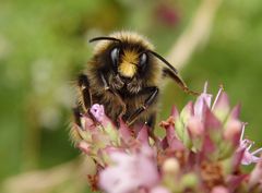 Wiesenhummel (Bombus pratorum) im Porträt - Bild 4 von 4