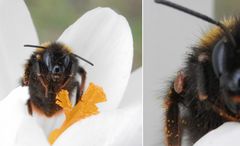 Wiesenhummel (Bombus pratorum) mit Milbenbefall