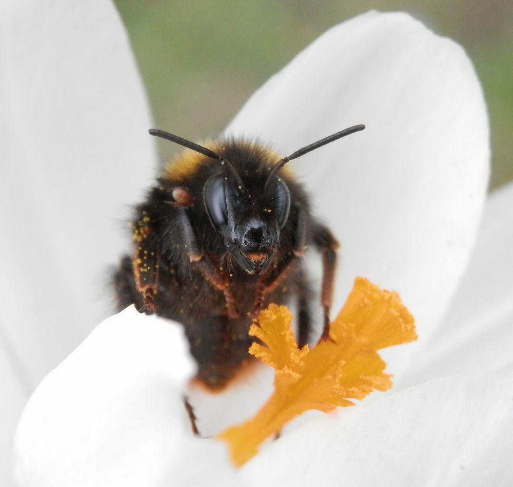 Wiesenhummel (Bombus pratorum) mit Milbenbefall