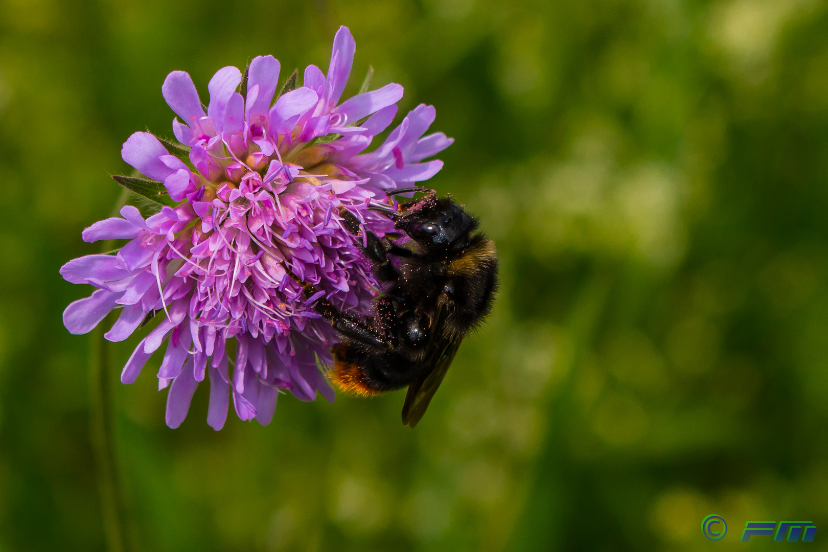 Wiesenhummel