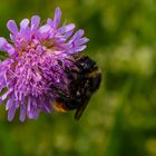 Wiesenhummel