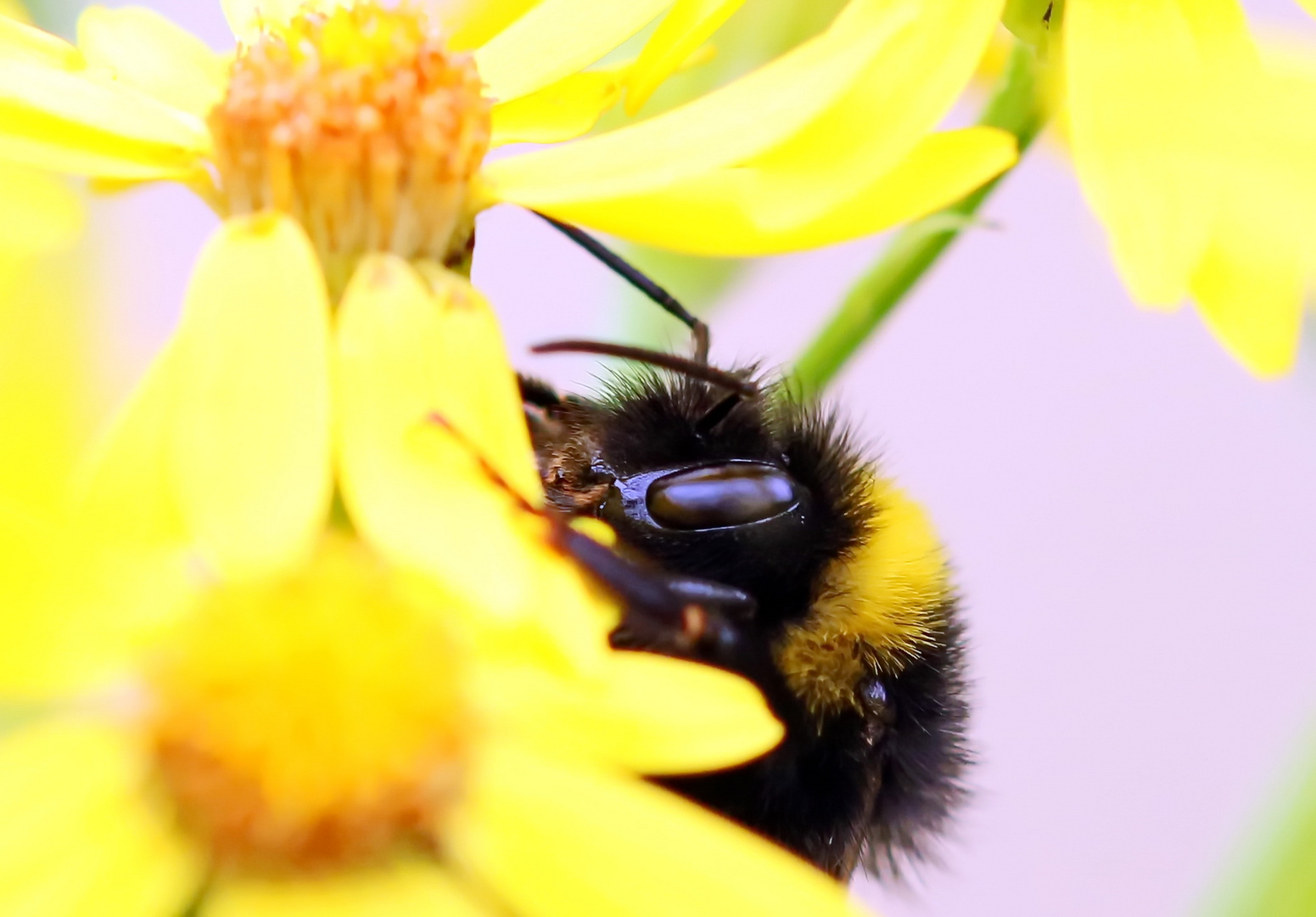 Wiesenhummel