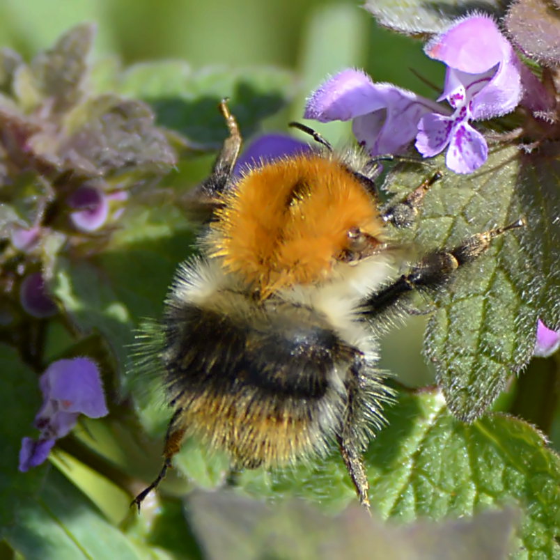 Wiesenhummel 