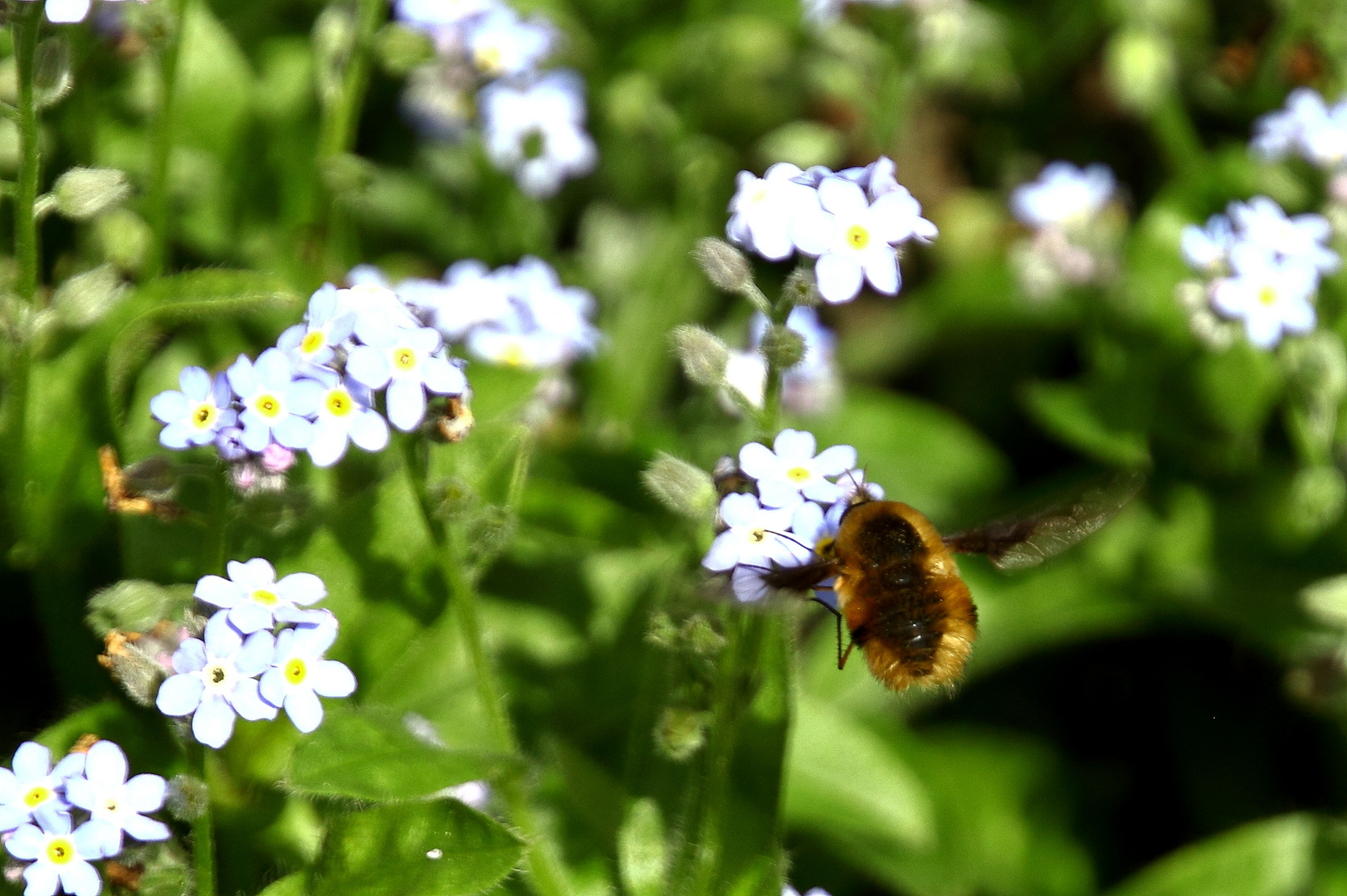 Wiesenhummel im Flug...