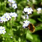 Wiesenhummel im Flug...