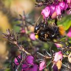 Wiesenhummel mit Quälgeistern