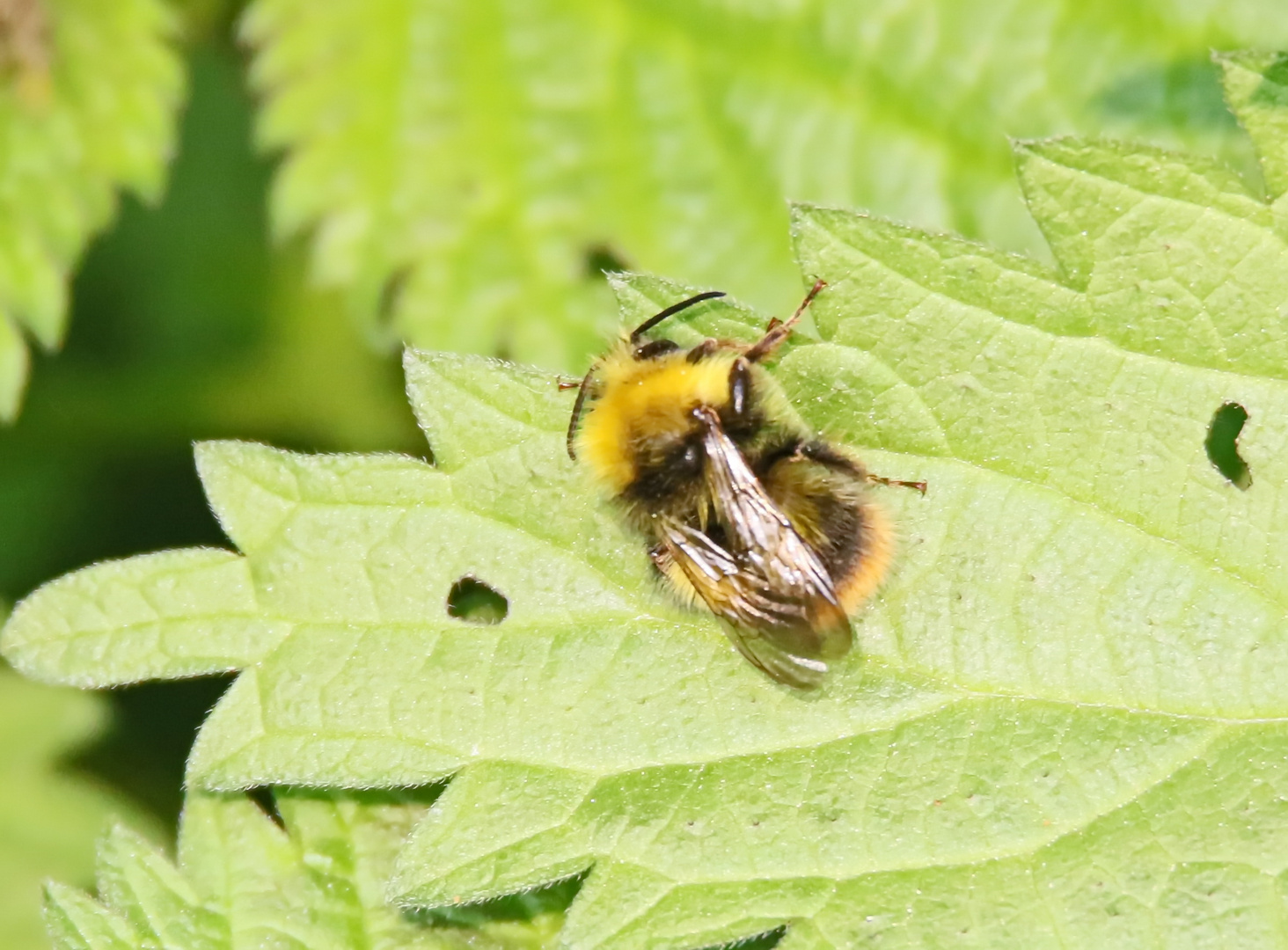 Wiesenhummel,Männchen