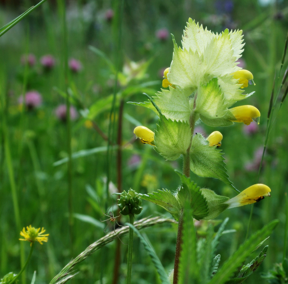 wiesenidylle ...