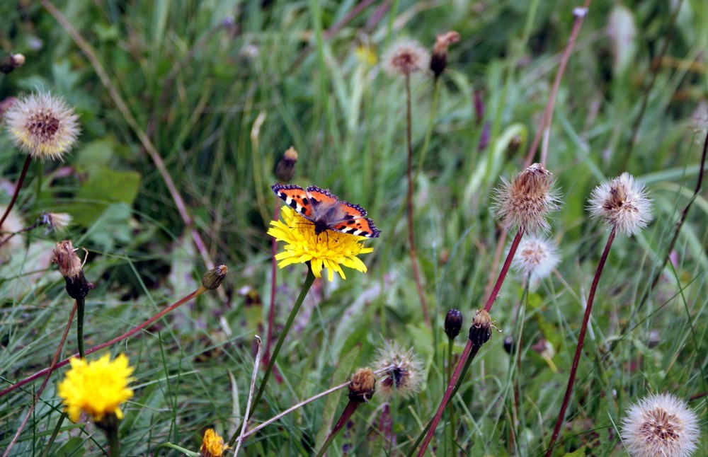 Wiesenidylle