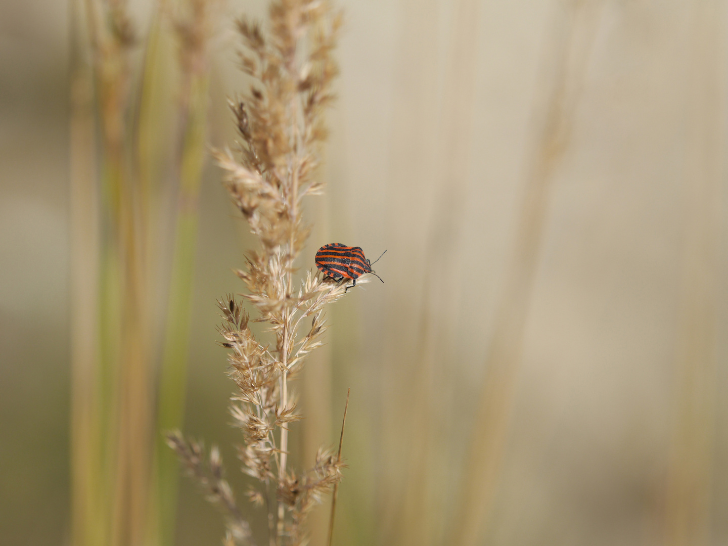 Wiesenimpression