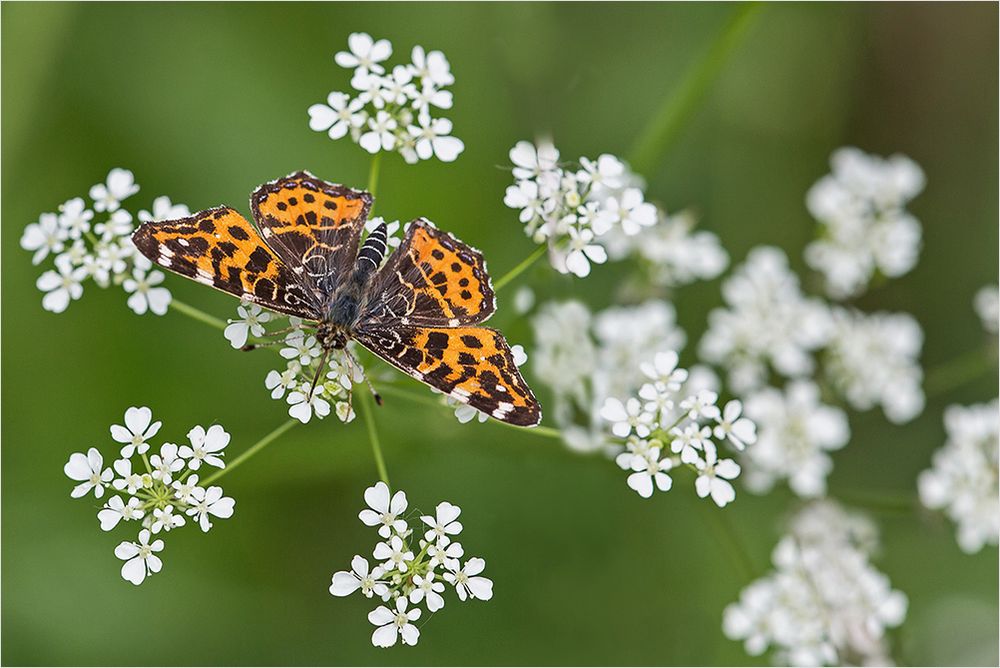 Wiesenimpression