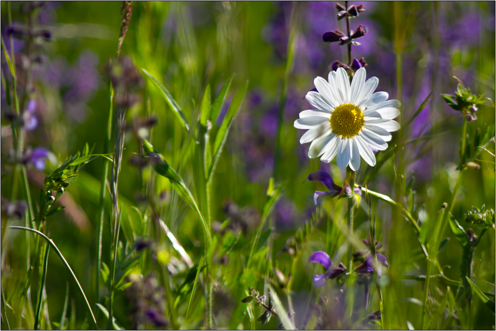 Wiesenimpression