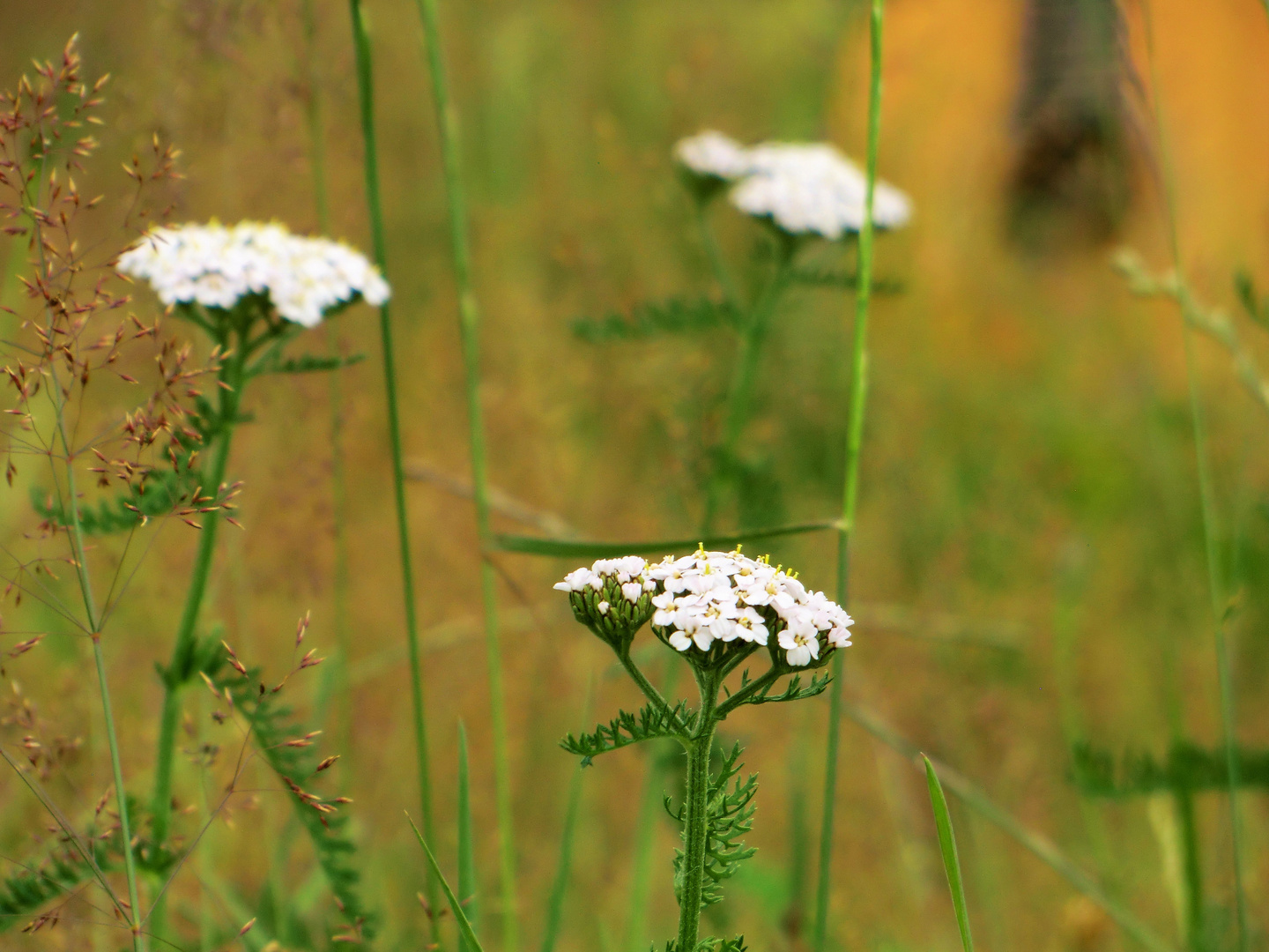 Wiesenimpression