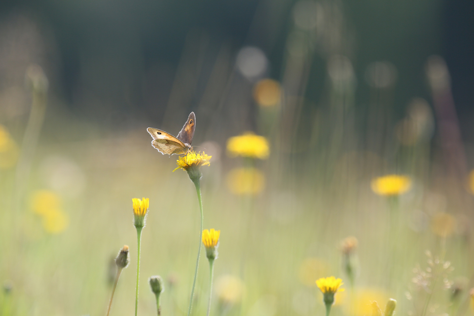 Wiesenimpression