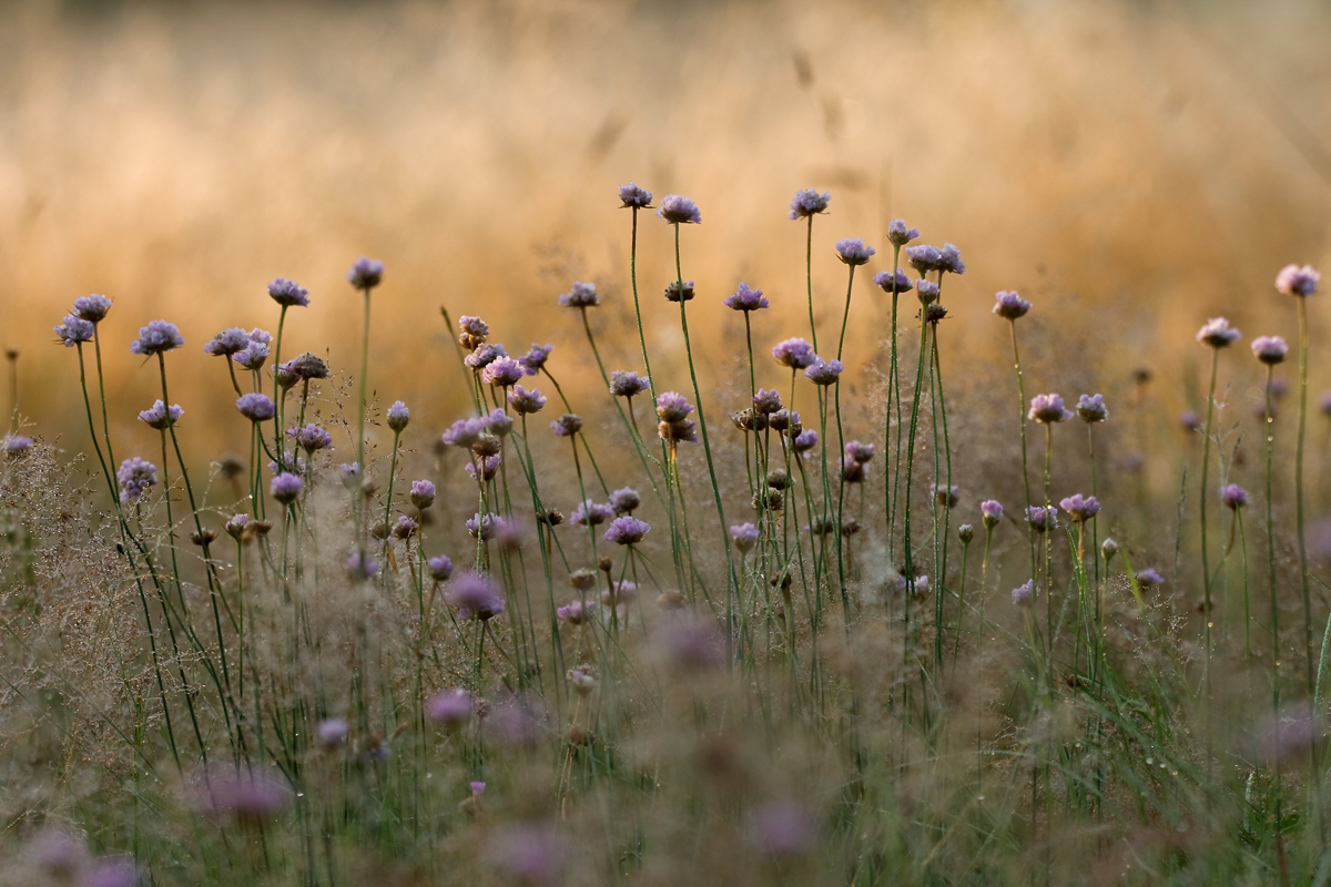 Wiesenimpression....