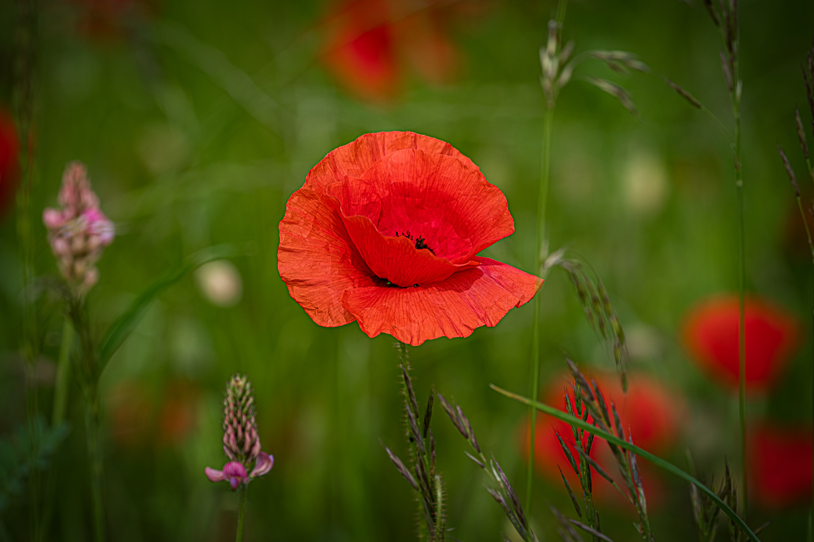 Wiesenimpression mit Mohn