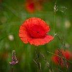 Wiesenimpression mit Mohn