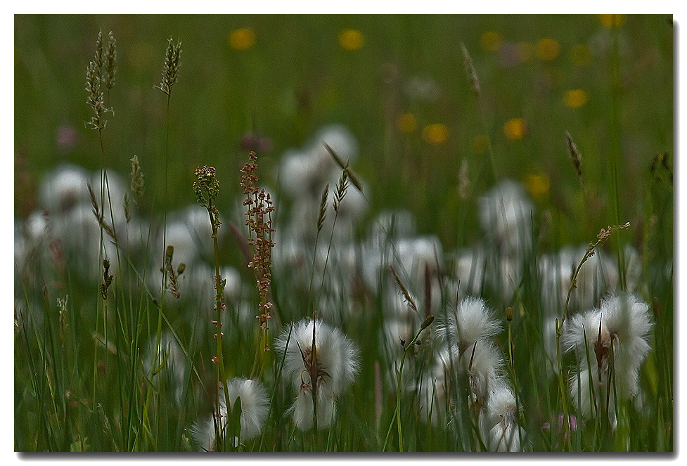 Wiesenimpressionen