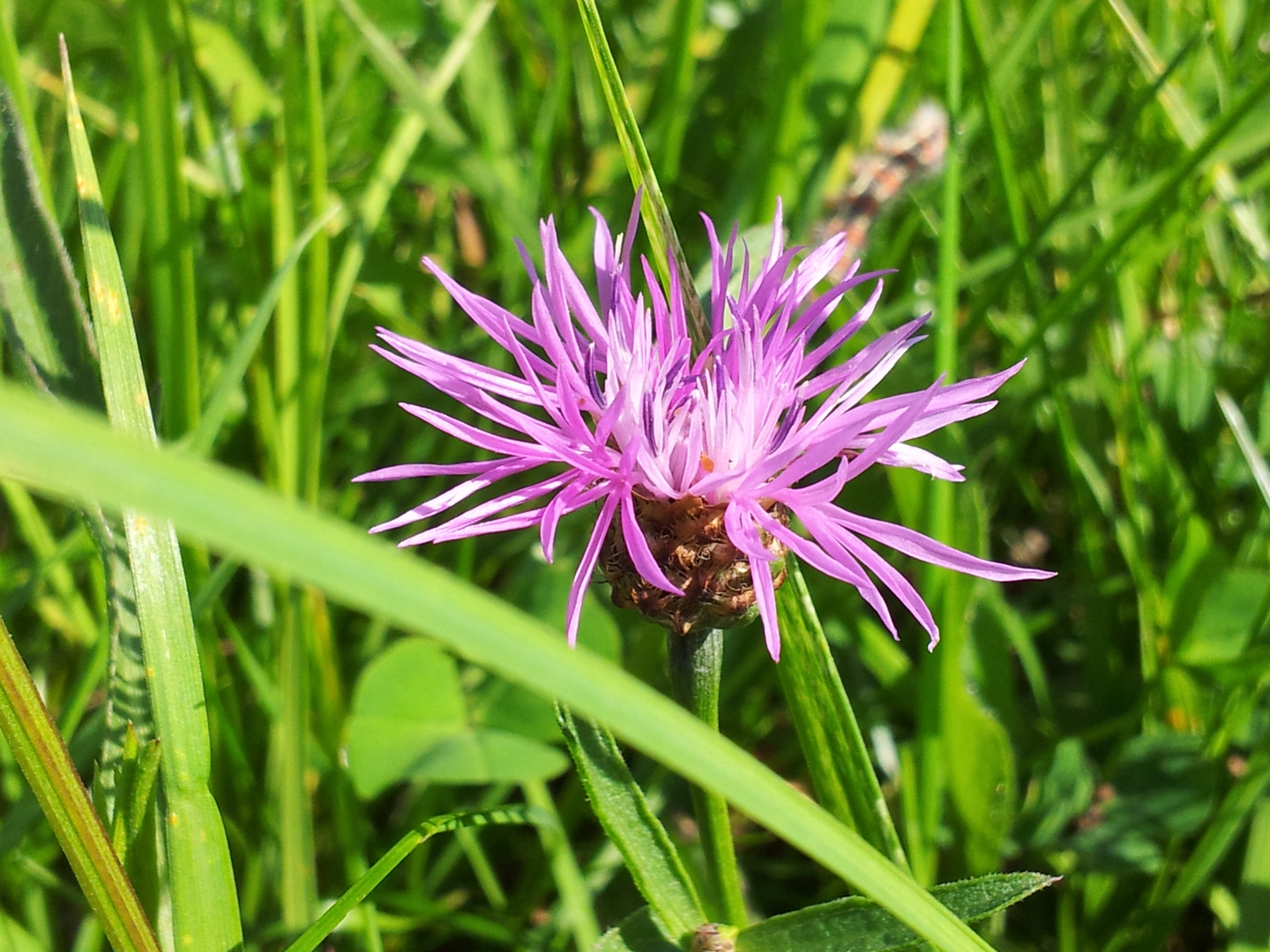 Wiesenimpressionen