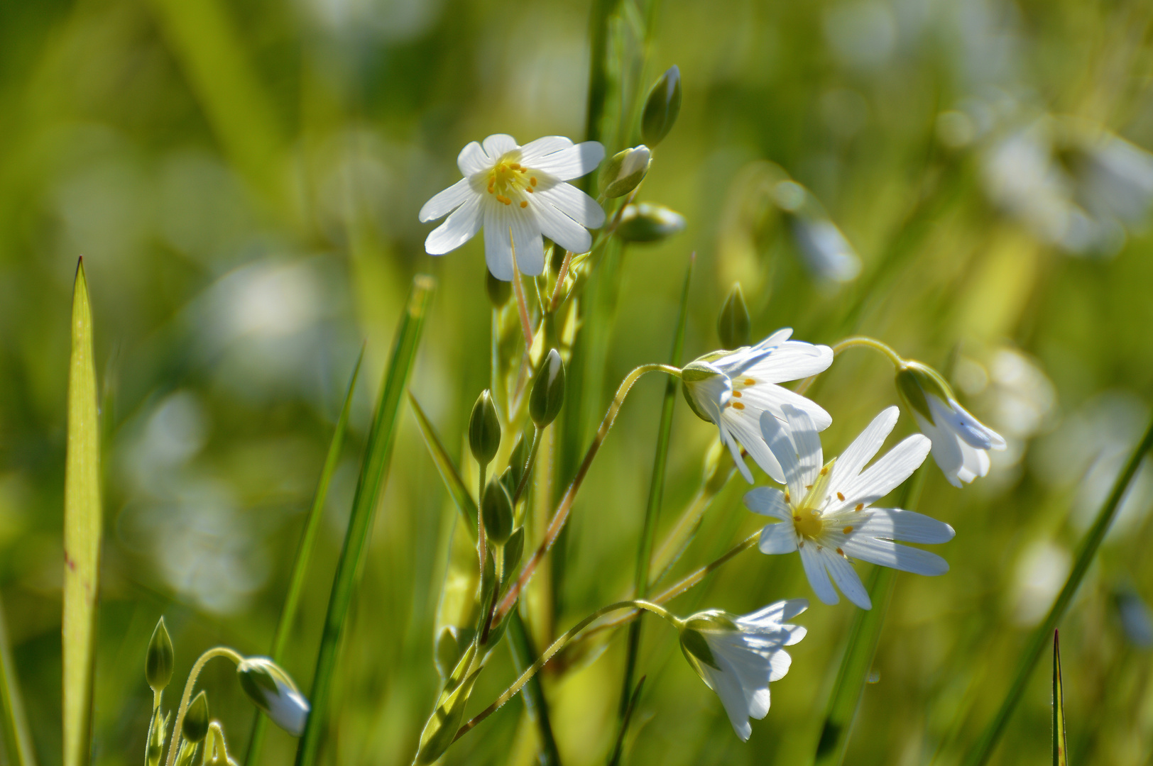 Wiesenimpressionen im Frühling III