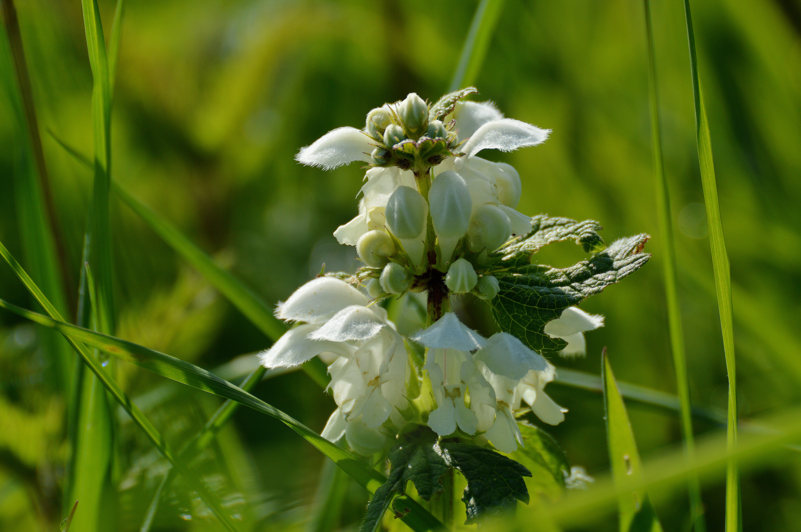 Wiesenimpressionen im Frühling V