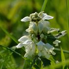 Wiesenimpressionen im Frühling V