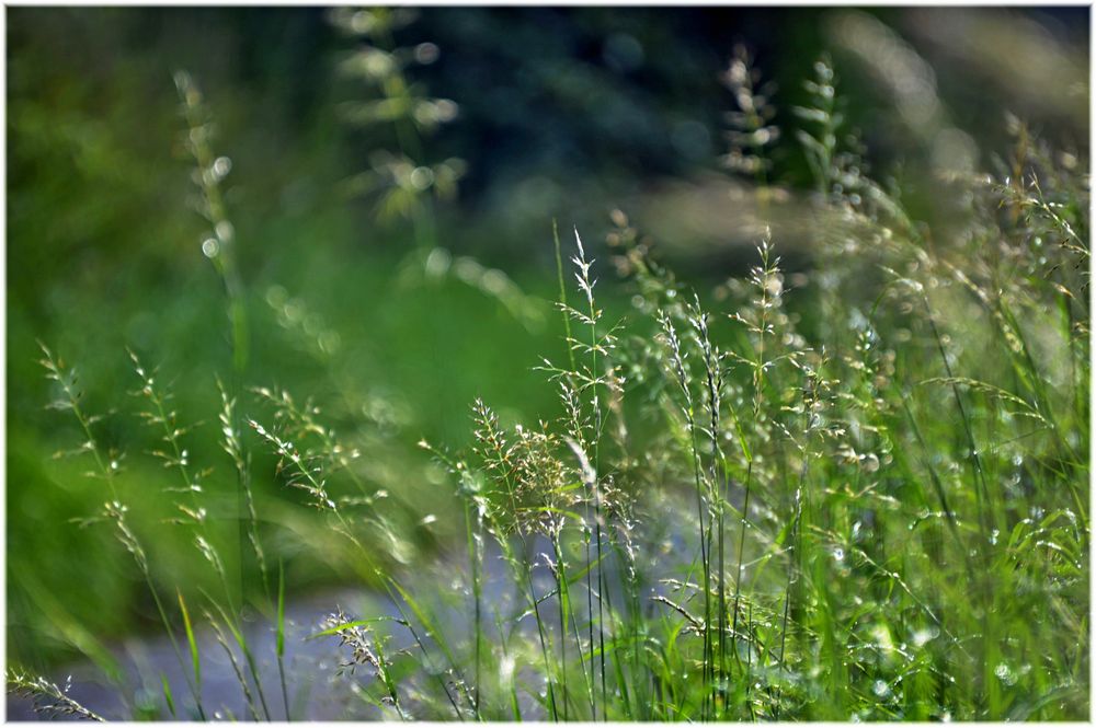 Wiesenimpressionen zur Morgenstund...