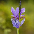 Wieseniris (Iris sibirica)