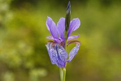 Wieseniris (Iris sibirica)