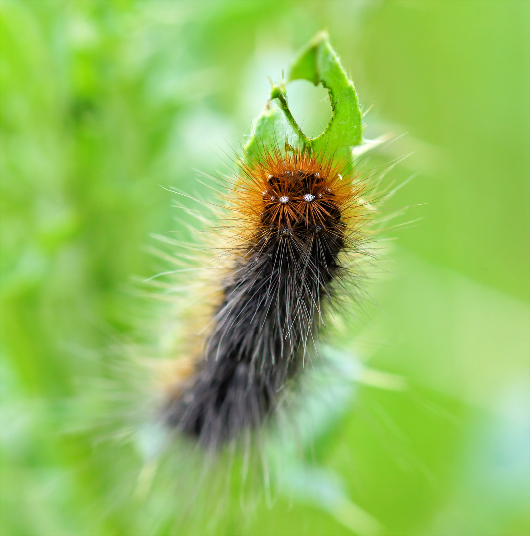 Wiesenkaktus ...