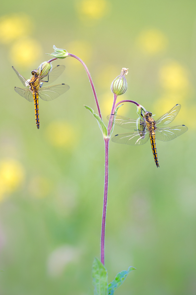 Wiesenkarussell